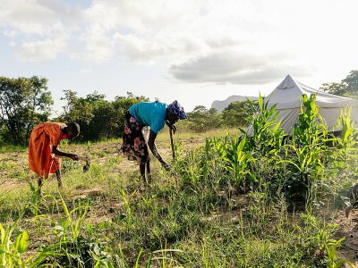 Une femme et sa fille travaillent dans un champ à Buhera, le 28 janvier 2020 au Zimbabwe - Jekesai NJIKIZANA [AFP]
