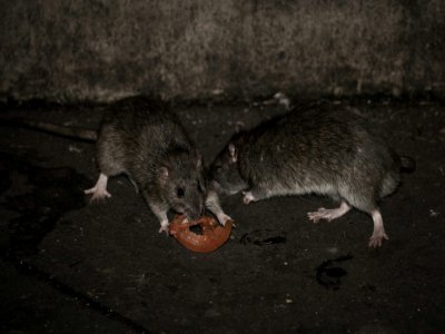 Deux rats se partagent une tranche de tomate, rue de Rivoli à Paris le 15 décembre 2016 - PHILIPPE LOPEZ [AFP/Archives]