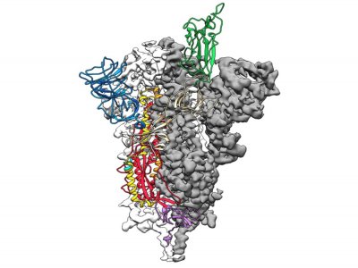 La structure moléculaire du virus 2019-nCoV, publiée par l'Université  du Texas à Austin Jason McLellan - Handout [University of Texas at Austin/AFP]