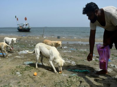 Un pêcheur pakistanais nourrit des chiens errants sur une île à Karachi, le 3 avril 2018 - RIZWAN TABASSUM [AFP/Archives]
