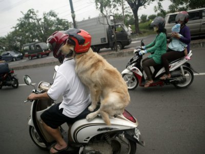Un homme et son chien en scooter - JUNI KRISWANTO [AFP/Archives]