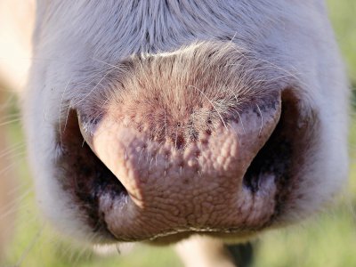 Un troupeau de plusieurs dizaines de bovins est concerné par des soupçons de maltraitance du côté de Cresserons, au nord de Caen. - Pixabay