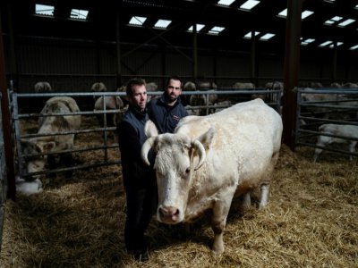 Jean-Marie Goujat (d) et son frère Laurent avec leur vache Idéale, le 27 janvier 2020 dans leur ferme de Cours-la-Ville, dans le Rhône - JEFF PACHOUD [AFP]