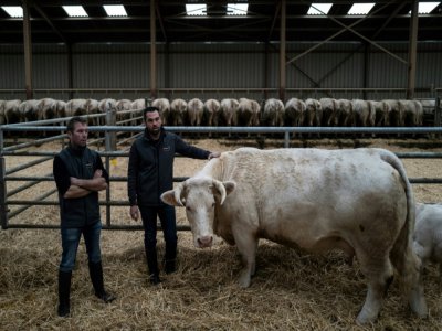 Jean-Marie Goujat (c) et son frère Laurent avec leur vache Idéale, le 27 janvier 2020 dans leur ferme de Cours-la-Ville, dans le Rhône - JEFF PACHOUD [AFP]