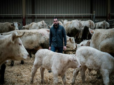 Jean-Marie Goujat au milieu de ses vaches, le 27 janvier 2020 dans sa ferme de Cours-la-Ville, dans le Rhône - JEFF PACHOUD [AFP]