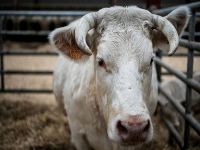 La vache Ideale, égérie du Salon de l'Agriculture, le 21 février 2020 à la Porte de Versaille, à Paris - JEFF PACHOUD [AFP]