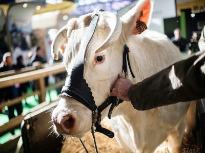 La vache Idéale, égérie du Salon de l'agriculture, le 21 février 2020 à la Porte de Versailles, à Paris - Martin BUREAU [AFP]