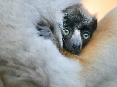Une petite propithèque couronnée, espèce de lémurien de Madagascar classée en danger d'exctinction, née le 22 décembre 2019, photographiée le 24 février 2020 au zoo de Besançon - SEBASTIEN BOZON [AFP]