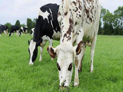 Le terroir normand dispose sur son territoire de 574 000 vaches laitières. 