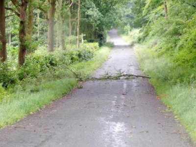 À cause du vent, des branches et des arbres sont tombés sur les routes de l'Eure, le jeudi 27 février. (Illustration) - Ponée Sylvie