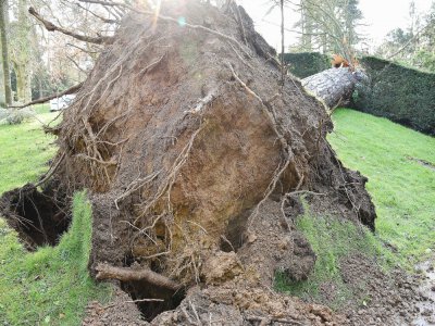 Le pin s'est effondré de tout son long le jeudi 5 mars, au jardin botanique de Bayeux. - Ville de Bayeux
