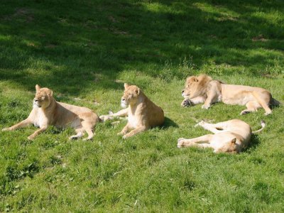 Les enfants peuvent en apprendre plus sur les lions et autres animaux du parc de Cerza, pendant la période de confinement.