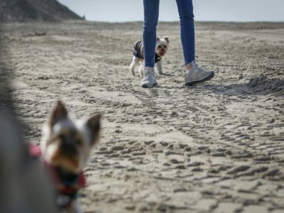 Une femme promène ses chiens sur la plage de Deauville, en Normandie, le 18 mars 2020 - Lou BENOIST [AFP]
