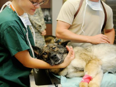Pour les urgences, vous pouvez emmener votre animal de compagnie chez le vétérinaire. En cas de doutes, appelez-le avant.