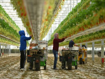 Plusieurs personnes récoltent les fraises à Sainte-Livrade-sur-Lot, le 24 mars 2020. Il en faudrait beaucoup d'autres - NICOLAS TUCAT [AFP]