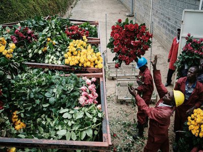 Au Kenya, les fleurs de la plantation Bliss Flora sont jetées dans une benne à ordures, en raison de l'arrêt des exportation vers l'Europe, la Chine, l'Australie, le Japon et la Russie, le 23 mars 2020 - Yasuyoshi CHIBA [AFP]