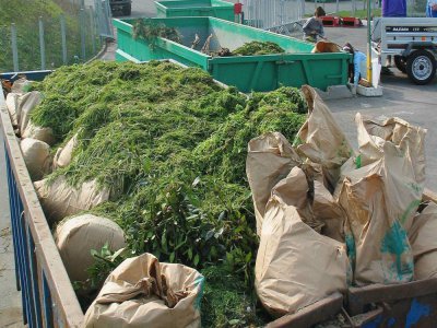 Les déchets verts peuvent être utilisés pour le jardinage ou en compost.