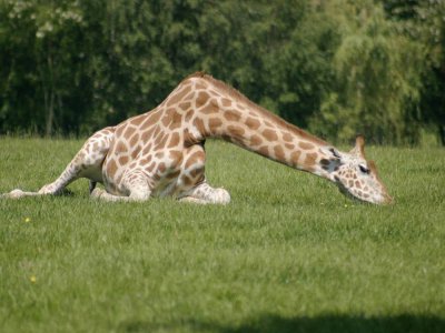 Les girafes du célèbre zoo de Cerza retiendront notamment l'attention des téléspectateurs, ce vendredi 27 mars, sur la chaîne C8.