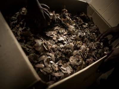 Des caisses d'écailles de pangolin, au bureau du WWF de Bayanga, le 13 mars 2020 - FLORENT VERGNES [AFP]
