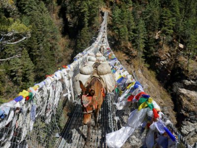 Des mules sur un pont de Jorsale, dans la région de l'Everest, au Népal, le 24 mars 2020 - PRAKASH MATHEMA [AFP]