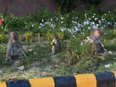Des singes sur le bas-côté d'une rue à New Delhi, le 8 avril 2020 - Money SHARMA [AFP]