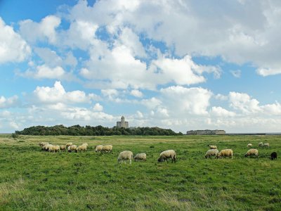 Les brebis sur les pâturages de l'île de Tatihou sont particulièrement prisées en cette période de Pâques. - Les agneaux de Tatihou