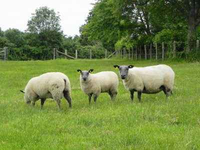 Est-il possible d'aller soigner ses moutons ?