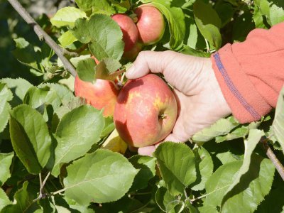 Depuis l'interdiction des marchés, la ferme Lambert de Jumièges ne vend plus ses pommes. Illustration - Elodie Laval