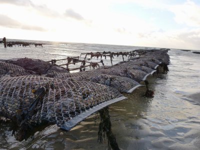 Les parcs à huîtres sur le littoral ouest de la Manche continuent de produire, même si les ventes sont à l'arrêt en raison du confinement.