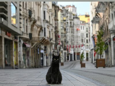 Un chat errant dans une rue commerçante mais aujourd'hui désertée à Istanbul, le 19 avril 2020 - Ozan KOSE [AFP]