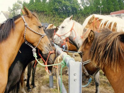 Au bout de six semaines de confinement, les propriétaires de chevaux sont enfin officiellement autorisés à aller s'occuper des leurs animaux. - La Manche Libre