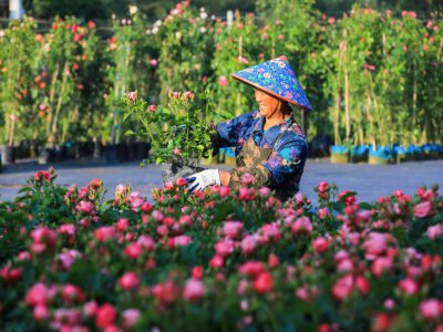 Une horticultrice à Hangzhou, en Chine, le 29 avril 2020 - STR [AFP]
