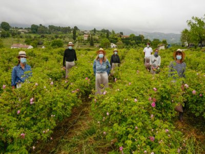 Cueilleurs masqués de la rose Centifolia, le 14 mai 2020 à Grasse - VALERY HACHE [AFP]