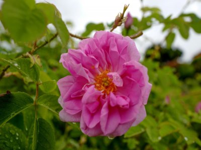 La rose Centifolia en fleurs à Grasse le 14 mai 2020 attend d'être cueillie pour la parfumerie Dior - VALERY HACHE [AFP]