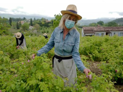 Carole Biancalana sur son domaine, au milieu des roses Centifolia, à Grasse, le 14 mai 2020 - VALERY HACHE [AFP]