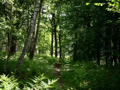 Un chemin dans la forêt de Rochefort, dans les Yvelines, à l'ouest de Paris, le 7 mai 2020 - FRANCK FIFE [AFP]