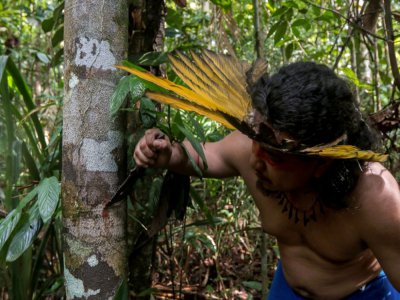 André Sateré de l'ethnie Sateré Mawé récupère des écorces pour préparer des soins, dans la forêt amazonienne près de Manaus, le 17 mai 2020 - Ricardo OLIVEIRA [AFP]