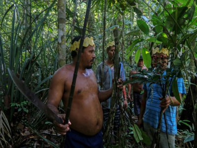 Des indigènes de l'ethnie Sateré Mawé cueillent des herbes médicinales dans la forêt amazonienne, près de Manaus  pour soigner les malades du Covid-19, le 17 mai 2020 - Ricardo OLIVEIRA [AFP]
