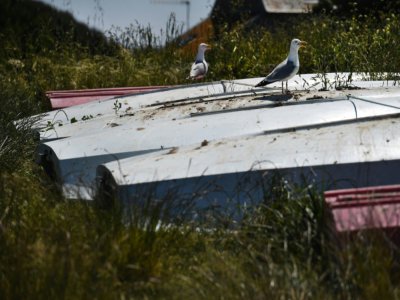 Des goélands posés sur des bateaux à terre, le 18 mai 2020 à l'école de voile des Glénans, au large de Fouesnant, dans le Finistère - Fred TANNEAU [AFP]
