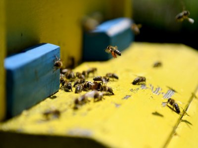 Des abeilles à l'entrée d'une ruche dans une ferme apicole, le 13 mai 2020 à Plasa, en Albanie - Gent SHKULLAKU [AFP]