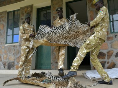 Des employés du parc national de Buma au Soudan du Sud déplient des peaux de léopard confisquées à des braconniers, le 4 février 2020 - TONY KARUMBA [AFP]