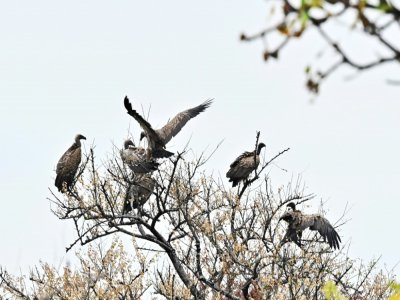 Un groupe de vautours dans le parc national de Boma au Soudan du Sud, le 4 février 2020 - TONY KARUMBA [AFP]
