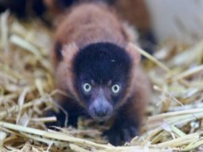 Trois bébés Makis vari roux ont vu le jour le samedi 9 mai au parc zoologique de Champrépus. Il s'agit d'une espèce en "danger critique d'extinction". - Zoo de Champrépus