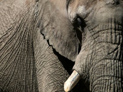 Un éléphant du parc animalier de Thoiry, le 29 mai 2020 - JOEL SAGET [AFP]