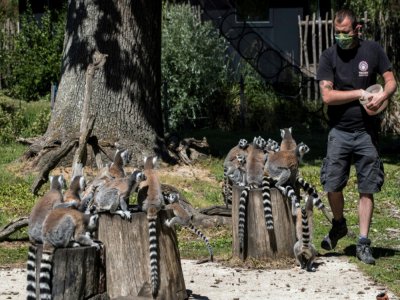 Un soigneur donne à manger aux lémuriens du parc animalier de Thoiry, le 29 mai 2020 dans les Yvelines - JOEL SAGET [AFP]