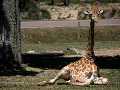 Une jeune girafe au parc animalier de Thoiry, le 29 mai 2020 - JOEL SAGET [AFP]