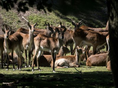 Des Antilopes Kobus leche au ZooSafari de Thoiry, le 29 mai 2020 dans les Yvelines - JOEL SAGET [AFP]