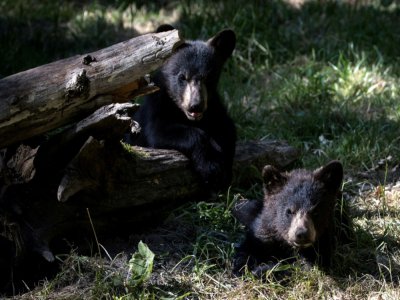 Des oursons au parc animalier de Thoiry, le 29 mai 2020 dans les Yvelines - JOEL SAGET [AFP]