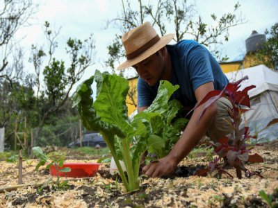 Erick Torres, éducateur pour une organisation internationale enseignant les techniques d'agriculture bio dans son potager à San Pedro Las Huertas, le 27 mai 2020 au Guatemala - Johan ORDONEZ [AFP]
