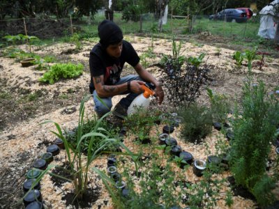 Alex Torres surveille les plantes de son potager à Antigua, le 27 mai 2020 au Guatemala - Johan ORDONEZ [AFP]